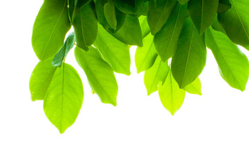 Fototapeta na wymiar Isolate leaves on the white background. Green leaves for background.Fresh leaves.branch with green leaves isolated on white.