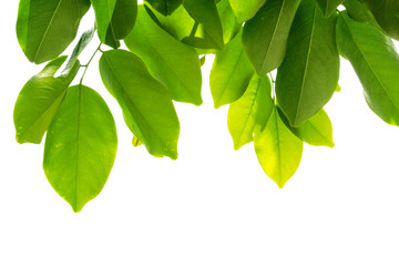 Isolate leaves on the white background. Green leaves for background.Fresh leaves.branch with green leaves isolated on white.