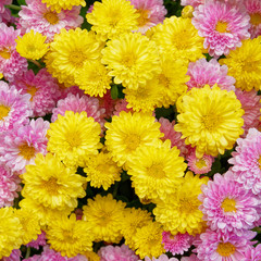 colorful yellow and pink chrysanthemums top view, natural background