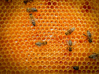 bee on honeycombs with honey slices nectar into cells.