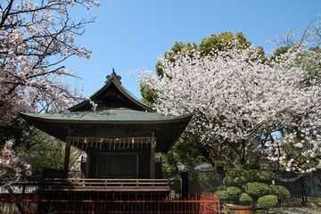 Tokyo cherry blossoms