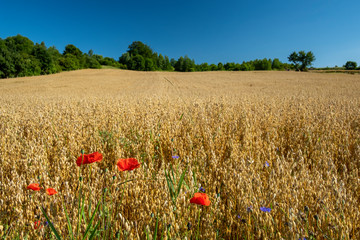 A field of oat with some poppy flowers in the first plan