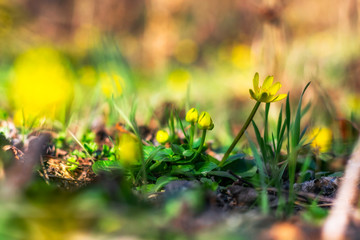 Colorful spring flowers on the ground in the forest with blurred background