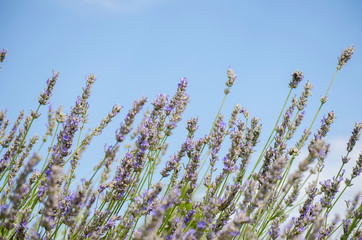 Lavender field in village. Lavender flowers on farm. Selective focus image. Pastoral landscape. Lavender fields in suburb of Istanbul.