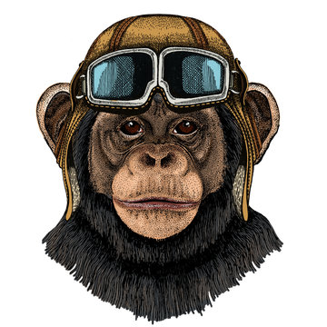 Chimpanzee, chimp portrait. Monkey face. Ape head. Vintage aviator helmet with googles.