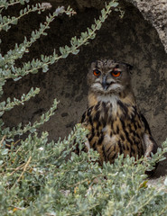 A Little Owl looking out from its hole in a wall. A Closeup Frontal Portrait of an Eurasian Eagle Owl