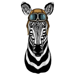 Zebra portrait. Head of wild animal. Vintage aviator helmet with googles.