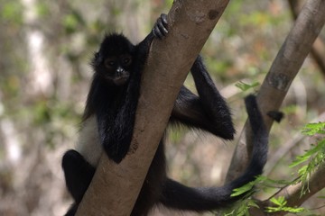 Obraz premium Spider monkey