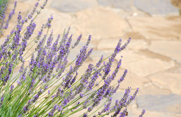 Violet lavender flowers close up. Lavender field in the village. Lavender flowers on farm. Selective focus image.