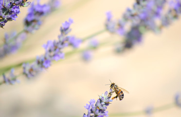 Purple lavender flowers close up. wasp or bee sits on bright lilac lavender flower. Natural floral background. Field blooming backdrop. Selective focus. Copy space. Place for text.
