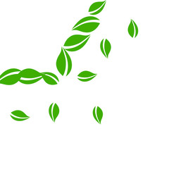 Falling green leaves. Fresh tea neat leaves flying