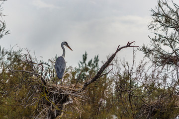 Grey heron, Ardea cinerea, nesting time. Wildlife animal scene from nature. Spring nesting time with bird.