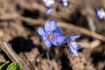 Close-up of wild spring violet flower 