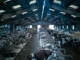 Cute black, brown and white dairy cows in a french milk farm