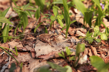 Agile Frog | Rana dalmatina