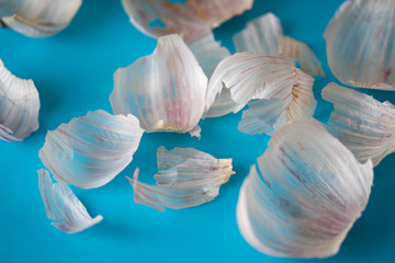 Fototapeta na wymiar Garlic skin on bright blue background. Close up of seasonal vegetable peels. Cosmetics and treatment natural ingredient. Harvesting background