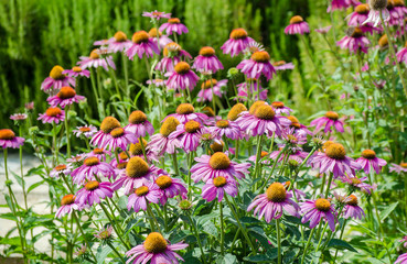 Bright pink echinacea flowers close-up. A vibrant growing patch of Echinacea Purpurea also known as Purple Coneflower. 