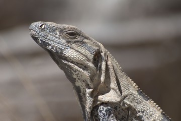 Grey lizard
