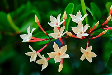 Beautiful blooming flowers of Miracle fruit (Carissa carandas  Linn.,) with blurred green leaves as background.