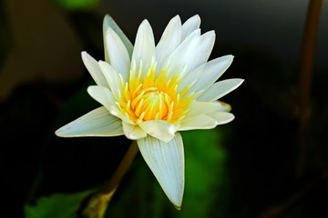 Close up White Lily Lotus with yellow pollen on blurred background.