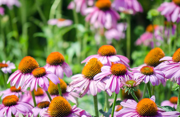 Bright pink echinacea flowers close-up. vibrant growing patch of Echinacea Purpurea also known as Purple Coneflower. Selective focus . Bright floral natural summer background. Botanical meadow concept