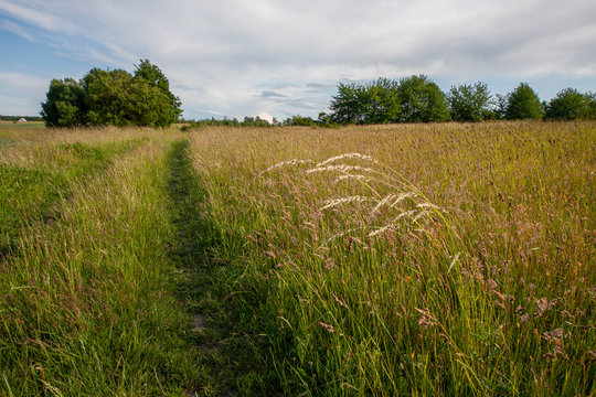 A road among organic meadows just before hay-making time in the summer
