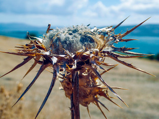 Close up einer vertrockneten Blume