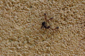 Kleine braune Ameisen haben Riesen Ameise überwältigt