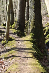 hiking on "Spessartbogen" Trail in early spring