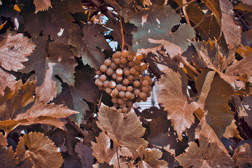 bunch of ripe grapes in the autumn vineyard . the harvest, tinted photo