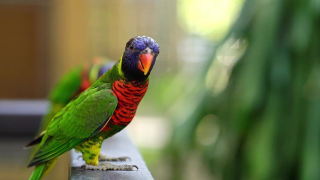 Beautiful Rainbow Lorikeet Close Up Portrait. 4K Resolution