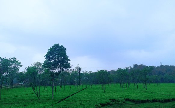 tree in the field