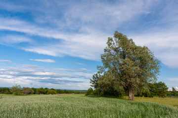 An old willow tree growing among fields and meadows in the North Poland countryside. - obrazy, fototapety, plakaty