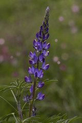 Blossom wild ; lupinus pilosus