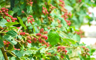 Blackberries on bush close-up. Bright red blackberries on  green background. Vegetable natural background, concept of healthy nutrition. Selective focus image, copy space.