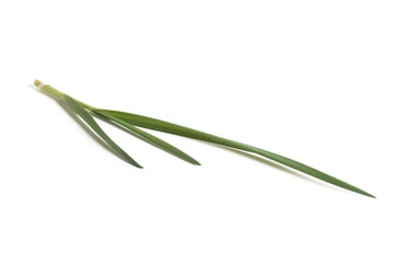 Obraz premium asian garlic