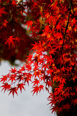 紅葉　鎌倉　京都