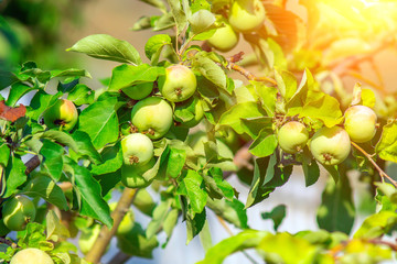 Juicy apples on apple tree branches ready to be harvested in summer fruit garden