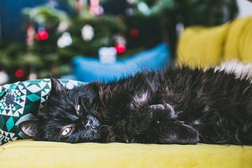 Chat noir en train de dormir sur le canapé