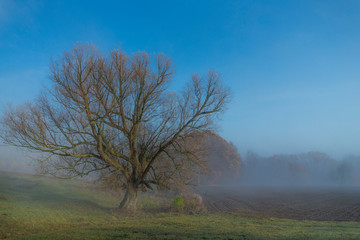 Plakat An old willow tree among fields and meadows; the mist and blue sky.
