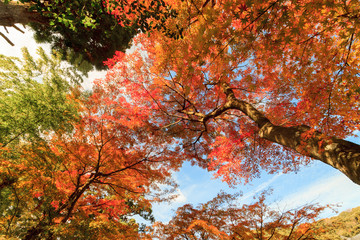 紅葉　鎌倉　京都