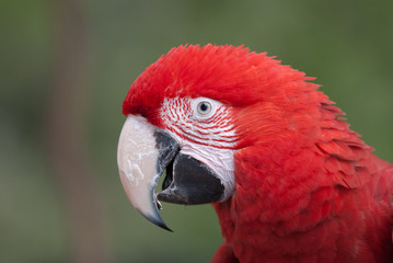 Philadelphia Zoo Parrot