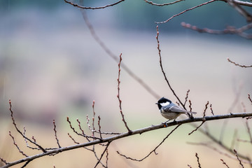 Petite mésange noire posée sur une branche