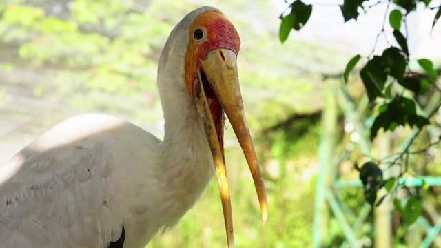 Closeup portrait of wondered yellow-billed stork, also called the wood stork or wood ibis or milky stork