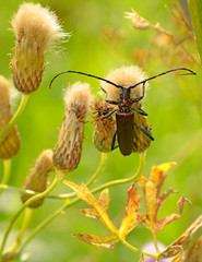 Black beetle with long mustache.