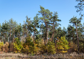 Fototapeta premium trees in the forest on an autumn day