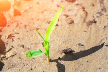 corn plant. plant growth selective focus