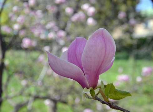 Magnolia flower, tree branches with large fragrant magnolia flowers
