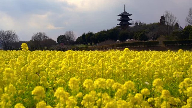 備中国分寺と菜の花