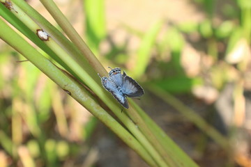 Blauer Schetterling in Sri Lanka